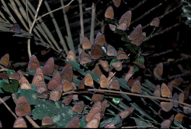 消失的紫斑蝶預告片 01