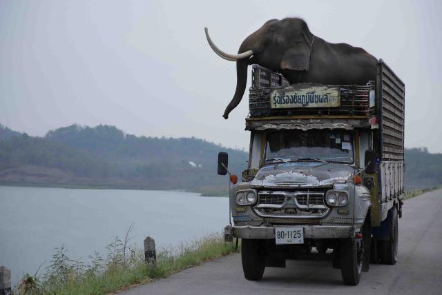 親愛的大笨象劇照 3