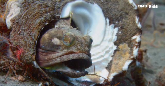 安迪的水上冒險旅程 第一季 線上看