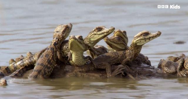 安迪的水上冒險旅程 第一季 線上看