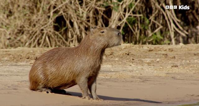 安迪的水上冒險旅程 第一季 線上看
