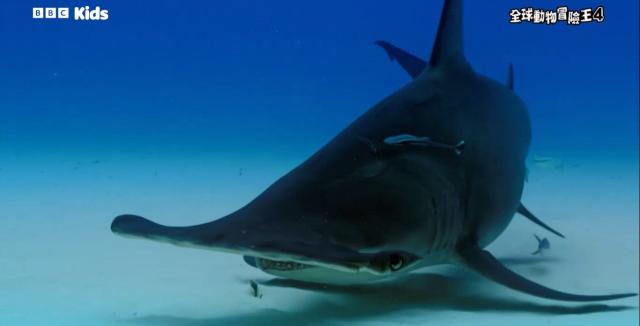 全球動物冒險王 第四季 線上看