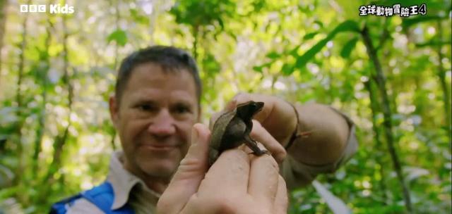 全球動物冒險王 第四季 線上看