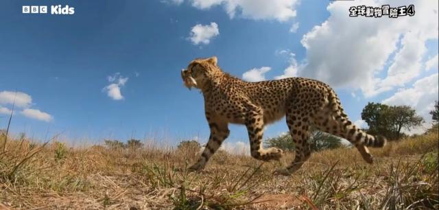 全球動物冒險王 第四季 線上看