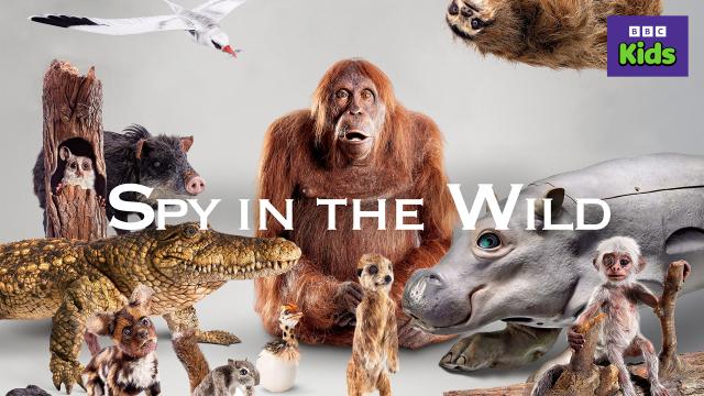 動物秘密一籮筐 第一季