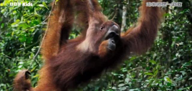 動物秘密一籮筐 第一季 線上看