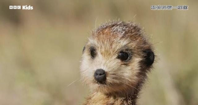 動物秘密一籮筐 第一季 線上看