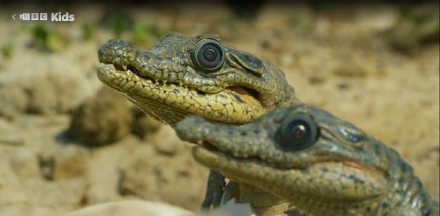 動物秘密一籮筐 第一季 線上看