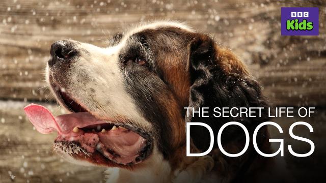 狗寶貝的秘密生活 第二季