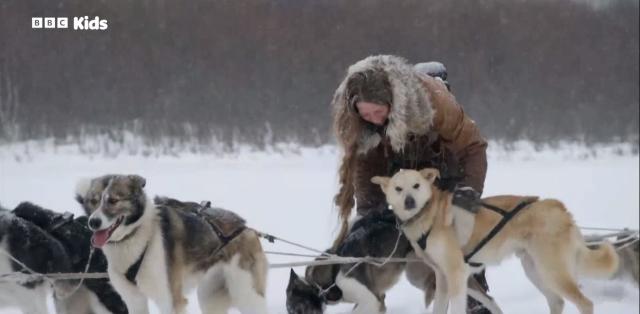 狗寶貝的秘密生活 第二季 線上看