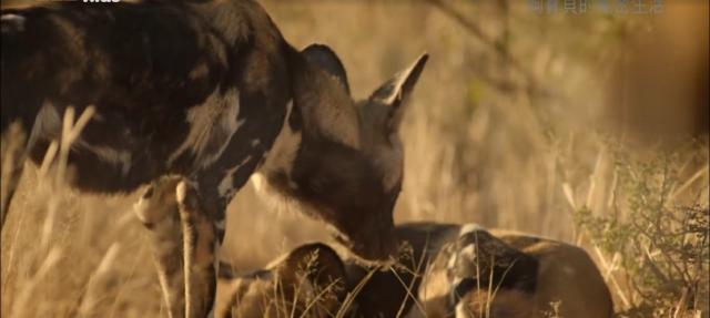 狗寶貝的秘密生活 第二季 線上看