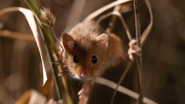 花園動物大集合 第一季劇照 7