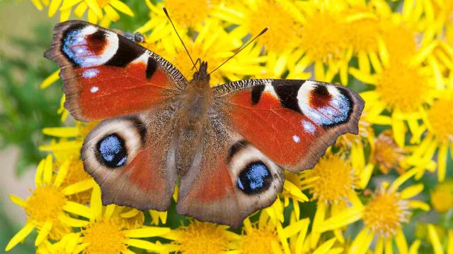 花園動物大集合 第一季劇照 6