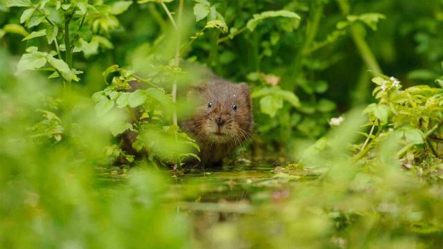 花園動物大集合 第一季劇照 2
