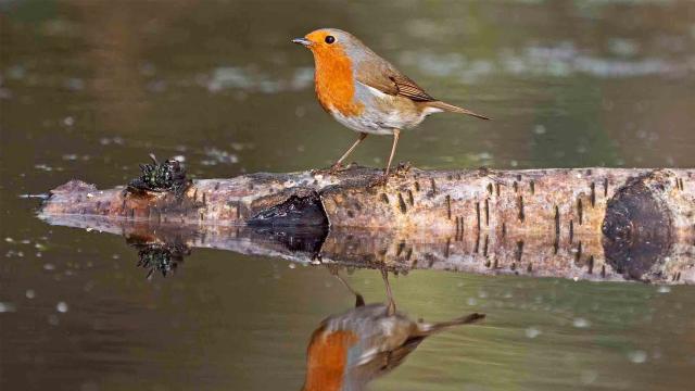 花園動物大集合 第一季劇照 3