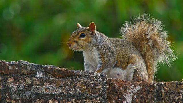 花園動物大集合 第一季劇照 4