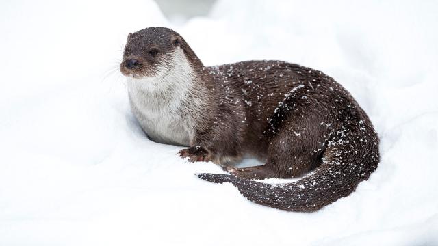 花園動物大集合 第一季劇照 5
