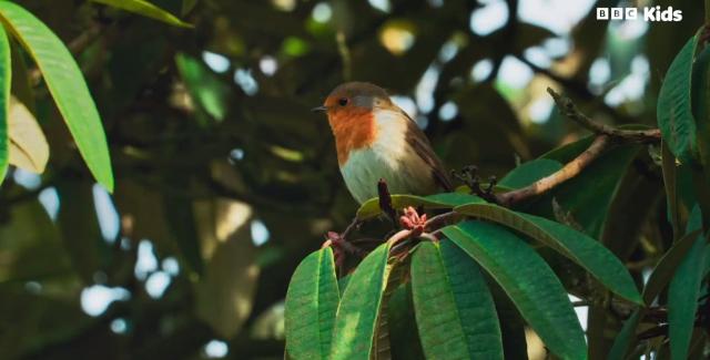 花園動物大集合 第一季 線上看