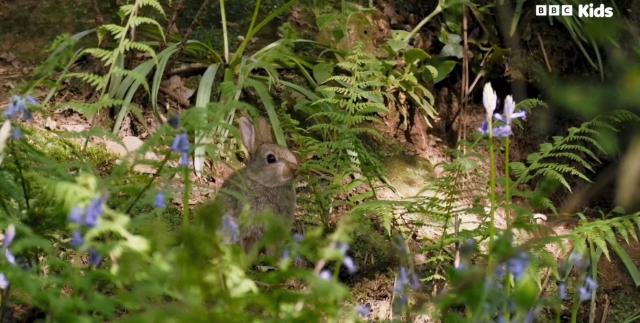 花園動物大集合 第一季 線上看