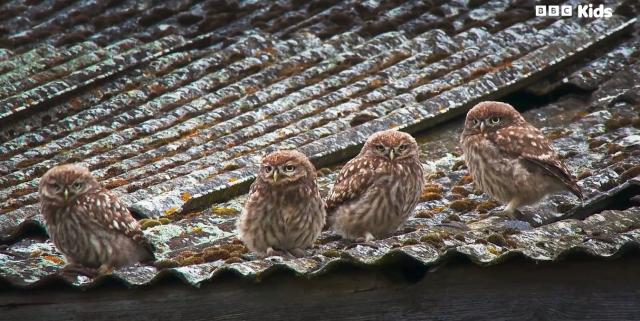 花園動物大集合 第一季 線上看