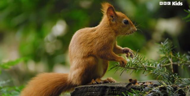 花園動物大集合 第一季 線上看