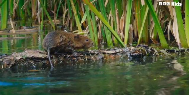 花園動物大集合 第一季 線上看