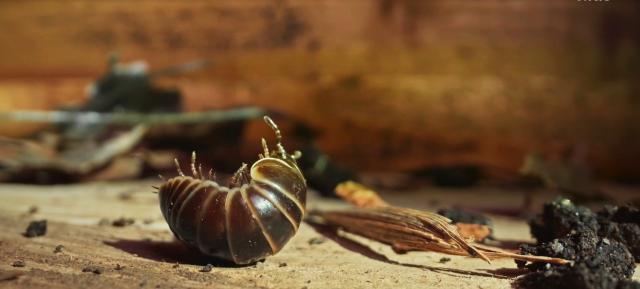 花園動物大集合 第一季 線上看