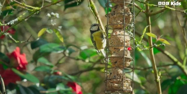 花園動物大集合 第一季 線上看