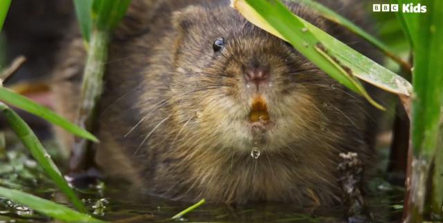 花園動物大集合 第一季 線上看