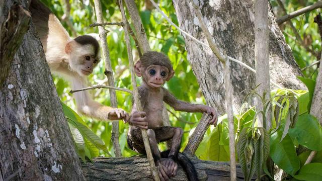 動物秘密一籮筐 第二季 線上看