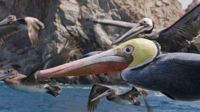 動物秘密一籮筐 第二季 線上看