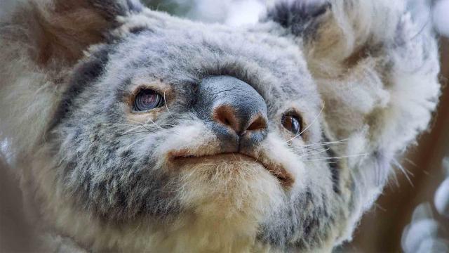 動物秘密一籮筐 第二季 線上看