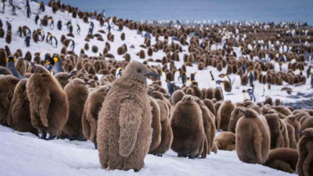 動物秘密一籮筐 第二季 線上看