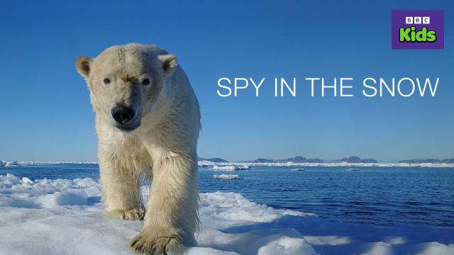 動物秘密一籮筐 雪中間諜