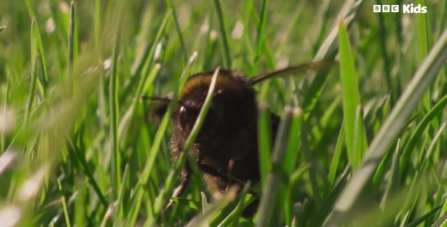 花園動物大集合 第一季 線上看