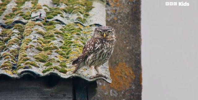 花園動物大集合 第一季 線上看