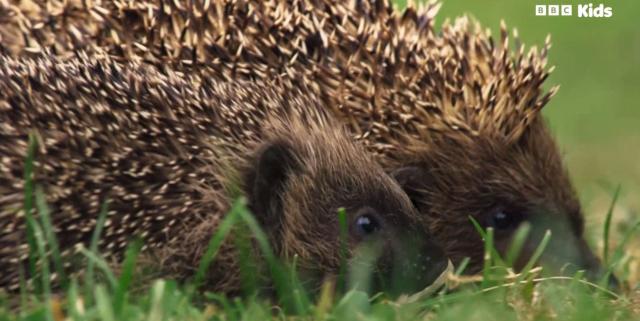 花園動物大集合 第一季 線上看