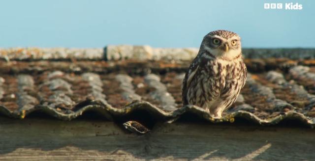 花園動物大集合 第一季 線上看