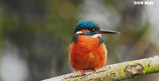 花園動物大集合 第一季 線上看