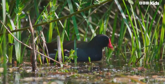 花園動物大集合 第一季 線上看