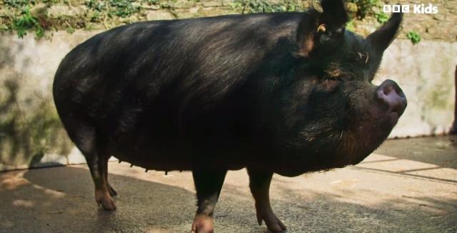 花園動物大集合 第一季 線上看
