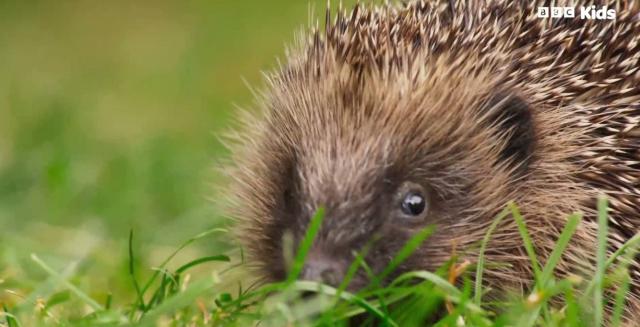 花園動物大集合 第一季 線上看