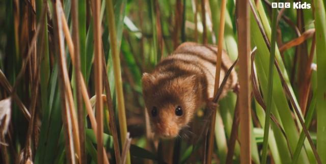 花園動物大集合 第一季 線上看