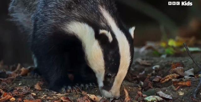 花園動物大集合 第一季 線上看