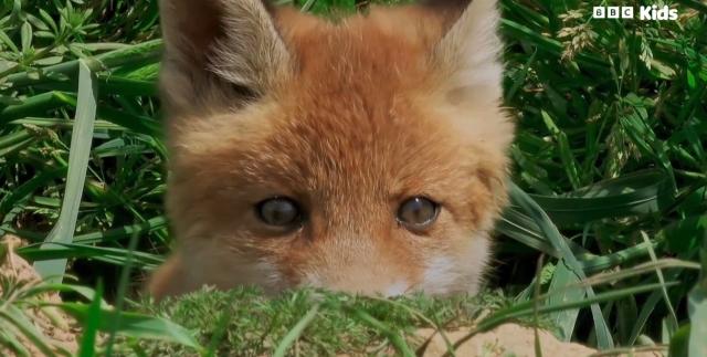 花園動物大集合 第一季 線上看