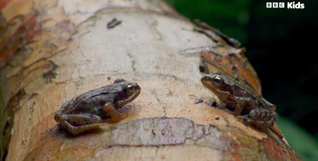 花園動物大集合 第一季 線上看