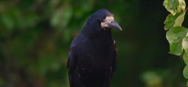 花園動物大集合 第一季 線上看