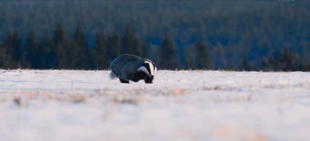 花園動物大集合 第一季 線上看