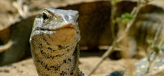 安迪的水上冒險旅程 第一季 線上看