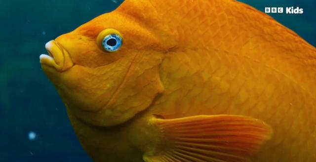 安迪的水上冒險旅程 第一季 線上看